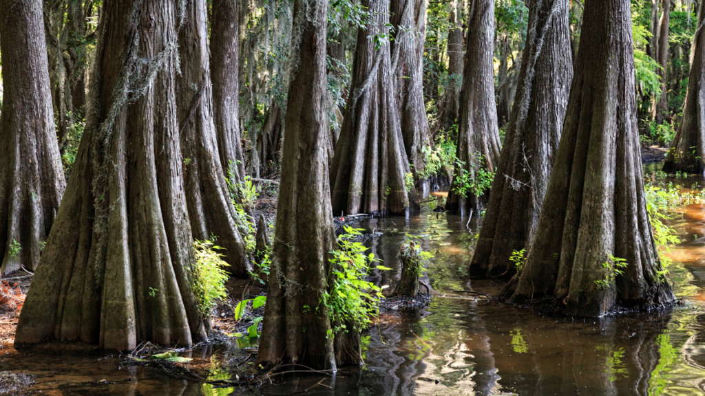 bayou trees