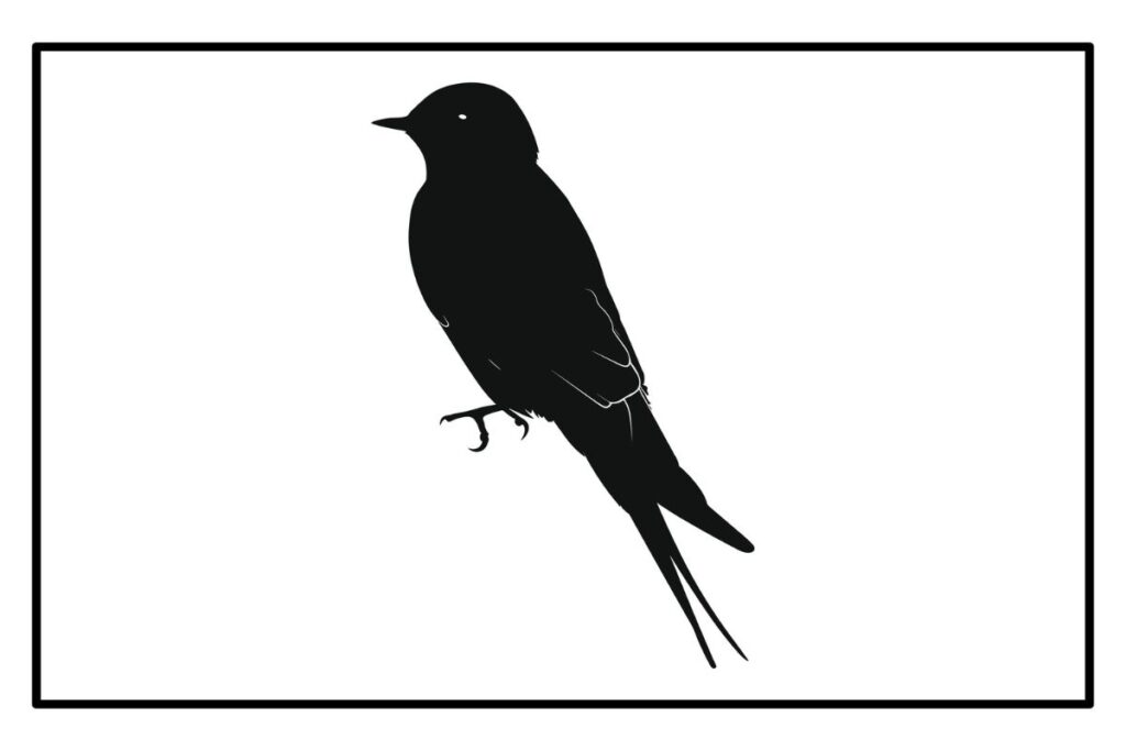 a bird in black and white